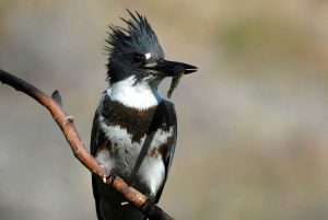 belted kingfisher