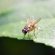 Best Fruit Fly Traps