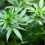 Virginia House Votes To Decriminalize Marijuana