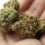 Virginia Set To Decriminalize Marijuana