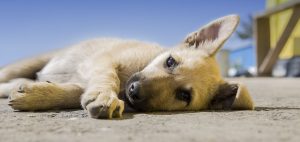 dog beach