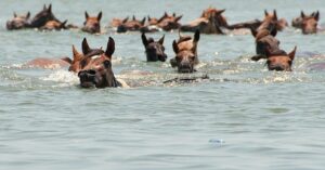 chincoteague island ponies swim