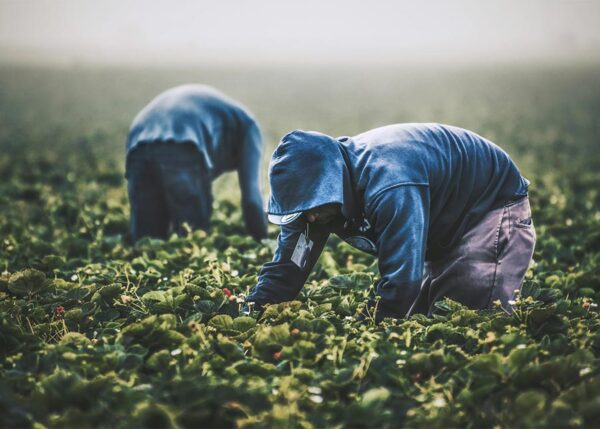 farm workers laborers