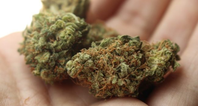 weed weed